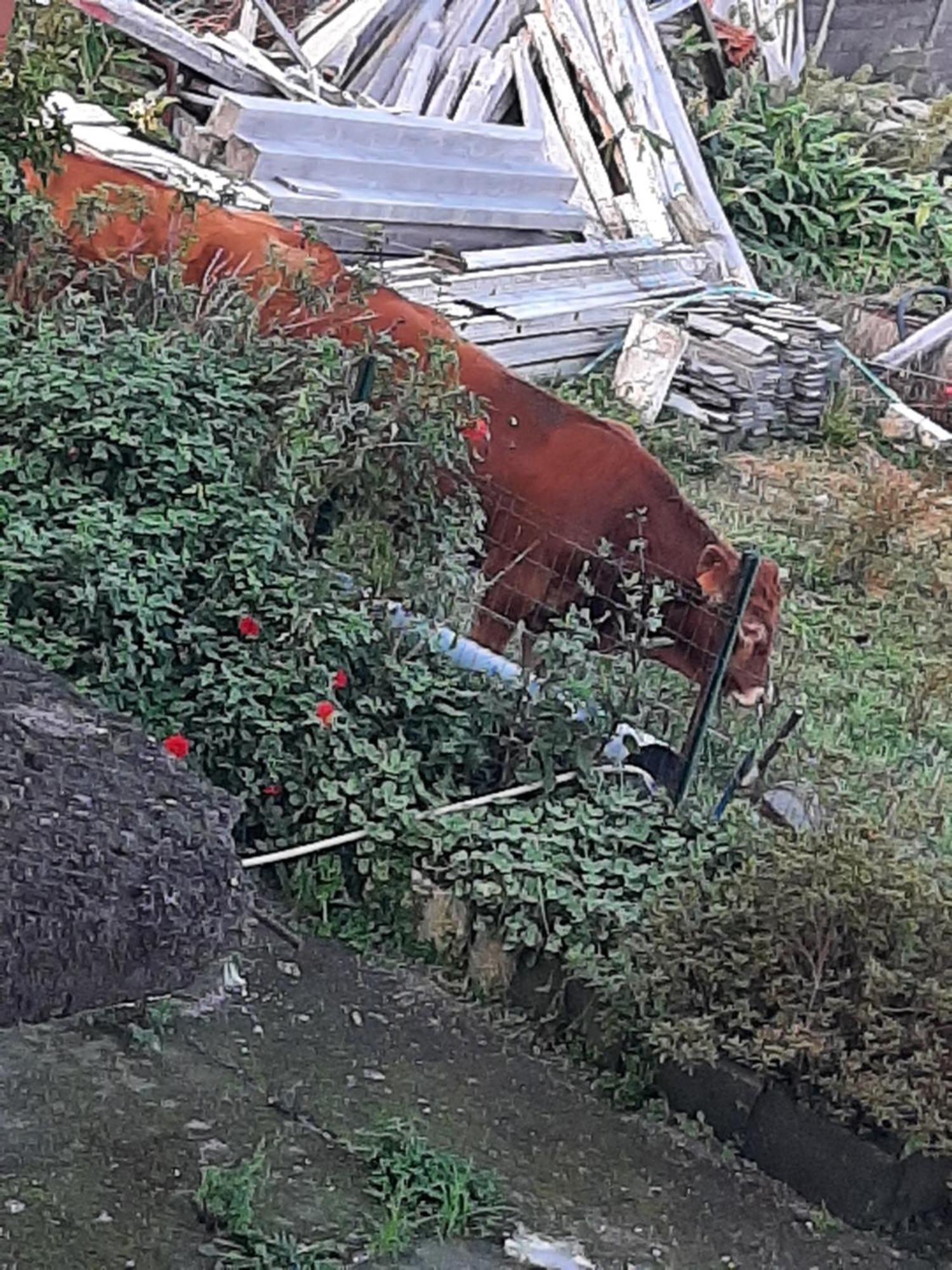 Casa Vicente Apartman Santa Cruz das Flores Kültér fotó